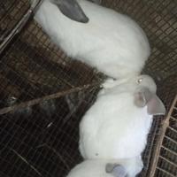 Conigli incrocio gigante