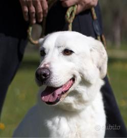 Ellen, buona e timida vuole una vita in famiglia