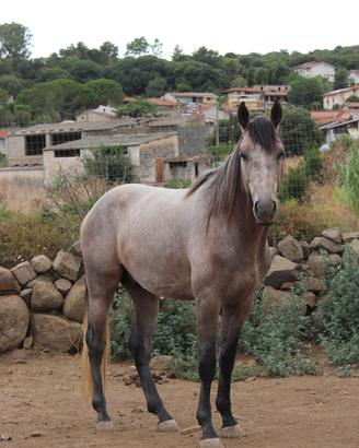 Puledro 4 ANNI - AA