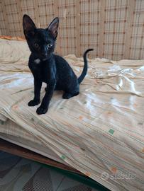 Splendida Gattina di 2 mesi (Catania)