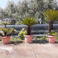 palma cycas Latina