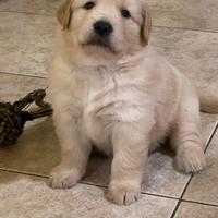 Cuccioli goldenl linea americana