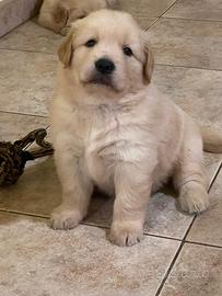 Cuccioli goldenl linea americana