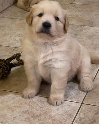 Cuccioli goldenl linea americana