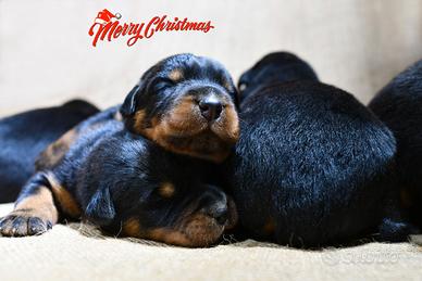 Cuccioli PASTORE di BEAUCE (Beauceron)