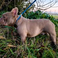 Bulldog francese