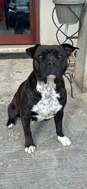 American Staffordshire Terrier