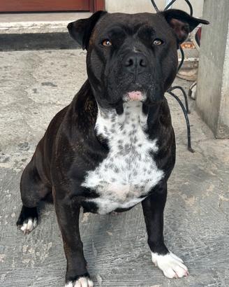 American Staffordshire Terrier