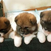 Cuccioli di Akita e incrocio