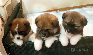 Cuccioli di Akita e incrocio