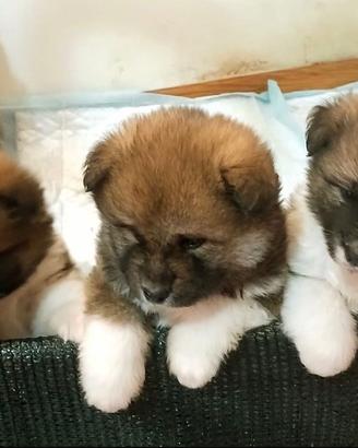 Cuccioli di Akita e incrocio