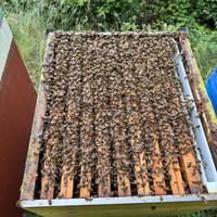 Intera attività apicoltura e materiale