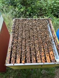 Intera attività apicoltura e materiale