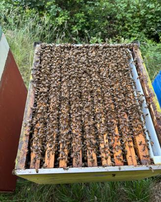 Intera attività apicoltura e materiale