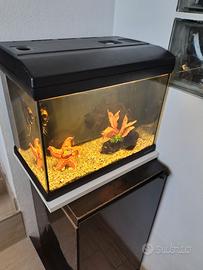 acquario Mirabello 