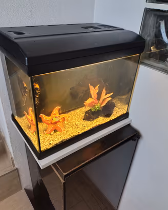 acquario Mirabello 