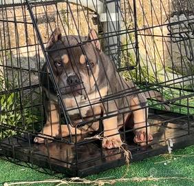 Micro bully femmjna 3color blue
