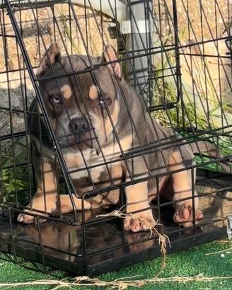 Micro bully femmjna 3color blue