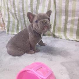 Cucciolo bulldog francese