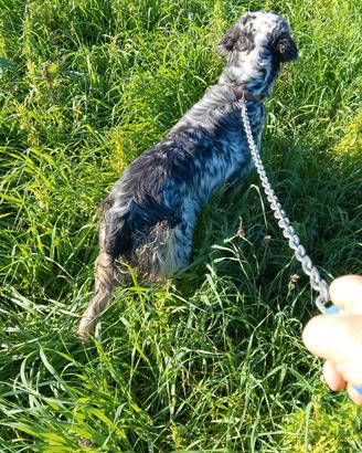 Setter femmina