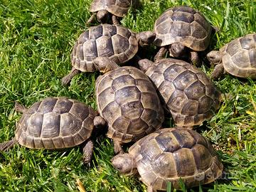 Tartarughe Testudo graeca ibera