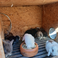 Cuccioli di coniglio