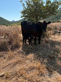 Aberdeen Angus in purezza