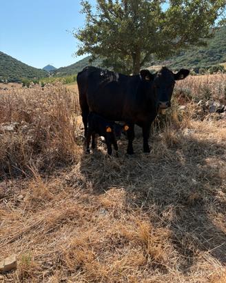Aberdeen Angus in purezza