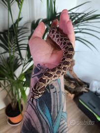 Coppia Heterodon Nasicus Purple Het albino