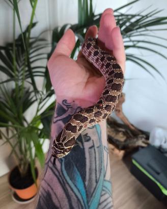 Coppia Heterodon Nasicus Purple Het albino