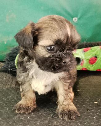 Lhasa apso