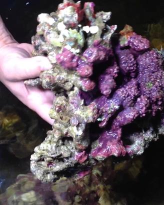 Rocce Vive Premium Fiji Acquario Marino spedizione