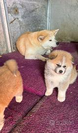 Akita inu con pedigree