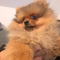 Volpino di Pomerania