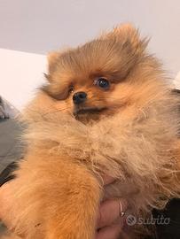 Volpino di Pomerania