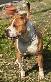 American staffordshire Amstaff Comproprietà