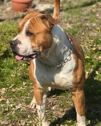 American staffordshire Amstaff Comproprietà