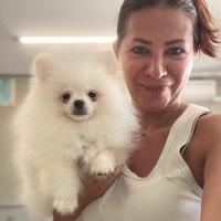 Cuccioli volpino di Pomerania Pedigree Enci