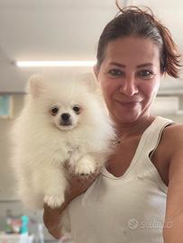 Cuccioli volpino di Pomerania Pedigree Enci