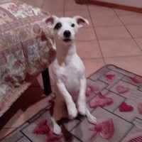 Jack Russell puro