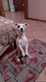 Jack Russell puro