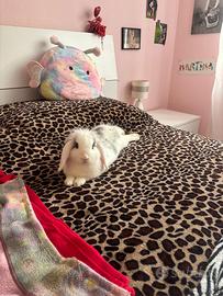Coniglietta nana Mini Lop