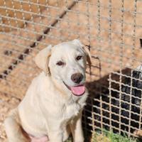 Bob bellissimo cucciolo in adozione