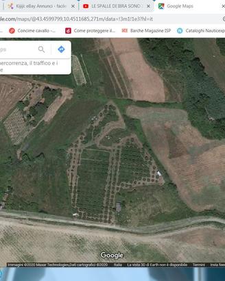 Terreno agricolo con ulivi