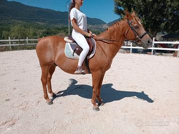 cavallo 