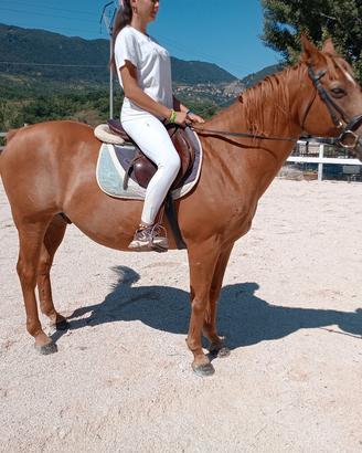 cavallo 