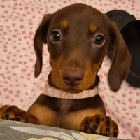 Cuccioli Bassotto Nano pelo corto
