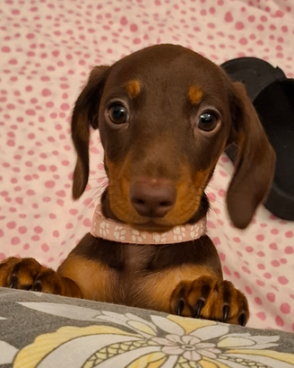 Cuccioli Bassotto Nano pelo corto