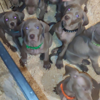 Cuccioli Weimaraner