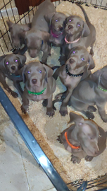 Cuccioli Weimaraner